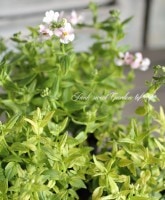 <i>Nemesia caerulea</i><BR><BR>��Ͳİ���������<BR>�ɺ��ͥ᥷��<BR>�إ饤�࿧�꡼�ա�