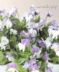 ӥ顡إۥ磻ȡ֥롼ϡ