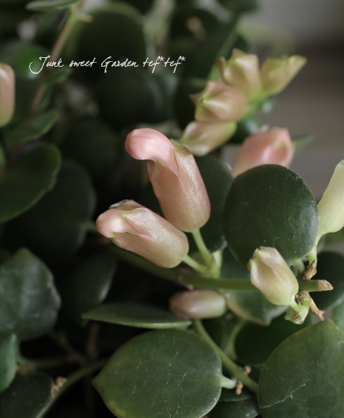 i>Aeschynanthus 'Thai Pink'</i><BR><BR>エスキナンサス<BR