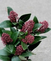 <i>Skimmia japonica</i><BR><BR>Ѵ<BR>ʼߥ<BR>إ֥