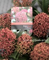 <i>Skimmia japonica</i><BR><BR>Ѵ<BR>ʼߥ<BR>إԥ󥯥ɥա