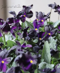 ӥ顡إޥåɥ֥åץס