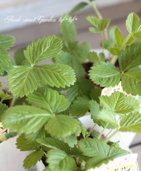 ͵餭򥤥 إȥԥ륢ޡ  磻ɥȥ٥꡼