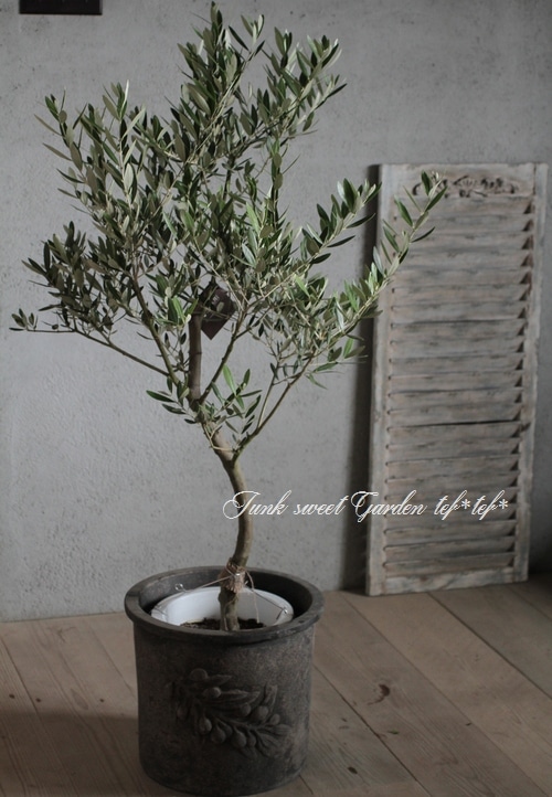 i>Olea europaea</i><BR><BR>樹形良し！良株！<BR>盆栽屋さんの 