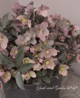 ���ꥹ�ޥ����������إޡ�����