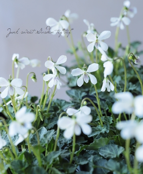 四季咲きスミレ 『八重山・屋久島スミレ』 | すべての商品 | | Junk