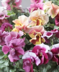 ����臘�������ꥸ�ʥ�ӥ��顡�쥤��ܡ��������֡إޡ��ᥤ�ɡ�