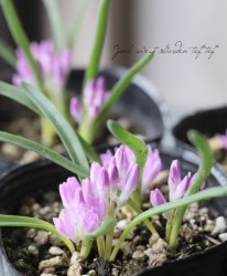 ݥꥭ (ݥꥯ)إ󥷥եꥢ ԥ