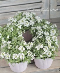 ���إ���å��ࡡ�إƥ�����ۥ磻�ȡ�