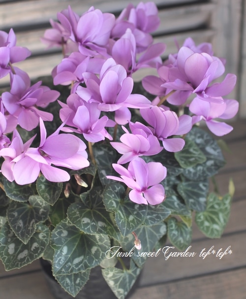 【2756】アルトサックス(シルバー) 青カラミンサとヒメウツギと花ニラの蕾入り 上野リチ L.Rix Fantasy / Felice Rix-Ueno Archive I / そらまめ