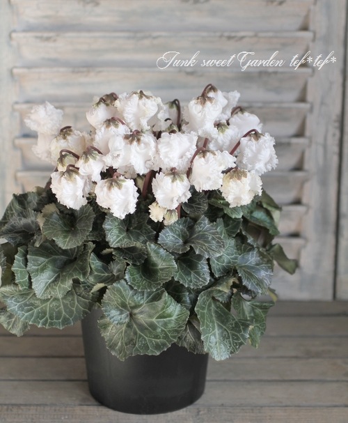 i>Cyclamen persicum</i><BR><BR>シクラメン<BR>『シャンデリア