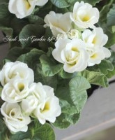 �꡼���ˤ⤪�����ᡰ�����ץ��� �إۥ磻�ȥ쥤��ܡ���