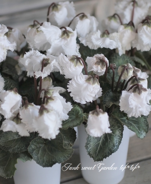 大栄花園ブリーディングセレクション ミニシクラメン マクルール スワン すべての商品 Junk Sweet Garden Tef Tef