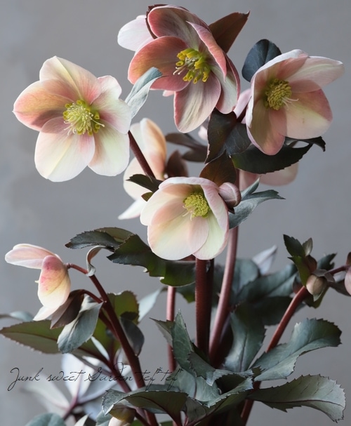 クリスマスローズ 『ピンクフロスト』 | すべての商品 | | Junk sweet