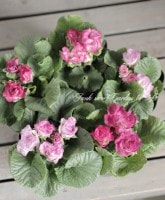 �Х�餭�ץ��顦����ꥢ�󡡡إޥ����롦�֥饦���