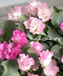 �Х�餭�ץ��顦����ꥢ�󡡡إޥ����롦�ԥ󥯡�