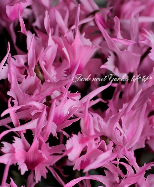 贈り物にも 珍しい花型 変わり咲きシクラメン かがり火 陶器鉢1点物no 4 Flower Species シクラメン Junk Sweet Garden Tef Tef 贈り物にも 珍しい花型 変わり咲きシクラメン かがり火 陶器鉢1点物no 4 Flower Species シクラメン Junk Sweet Garden Tef Tef