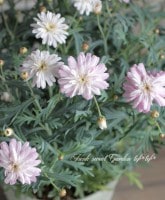 �ޡ�����åȡ��ϥˡ��ӡ����꡼�����إԥ󥯥��ѥ�������