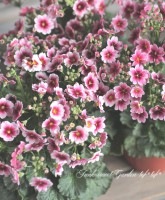 �ץ��顦�ޥ饳���ǥ����إ���ƥ������ԥ󥯡�