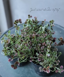 �ߤ�ȱ�ݥ��󥸥��륯�����С� �إޥ������