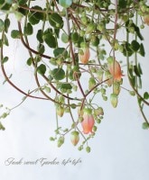 󥳥˥ե顡Qweenҡإեե