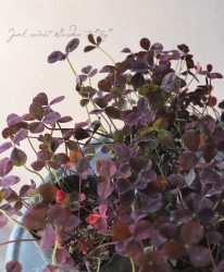 �ߤ�ȱ�ݥ��󥸥��륯�����С� �إ����ҡ��������