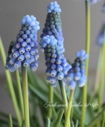 ��Ф��庬������ǤΥॹ���ꡡ�إ֥롼�ޥ��å���