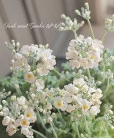 �ץ��顦�ޥ饳���ǥ��ʥ����饽���ˡ��ؤ������