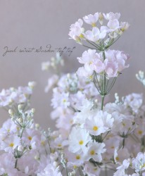 �ץ��顦�ޥ饳���ǥ��ʥ����饽���ˡ��ؤ���椭��