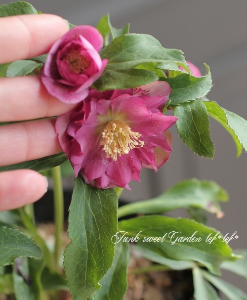 クリスマスローズ・開花株！『ダブル咲き』 特大7号鉢 2017No.2