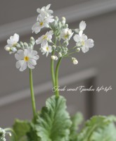 �ץ��顦�ޥ饳���ǥ��ʥ����饽���ˡ��إ����������ۥ磻�ȡ�