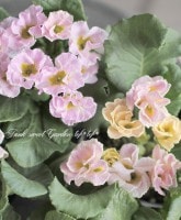 �ץ��顡�إ���ե른��ꥢ���