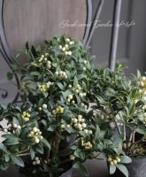 ߥإե롼ĥܡ١ʼ