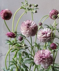 ݤΥʥ󥭥饹å꡼إꥢ١