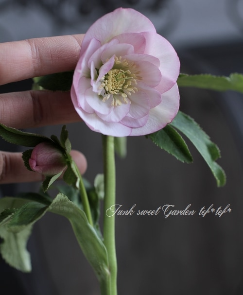 mint 　771 ⭐️超透明感⭐️【蜃気楼】クリスマスローズ 蜃気楼〜大木ナーセリー | クリスマスローズ ロゼッタストーン