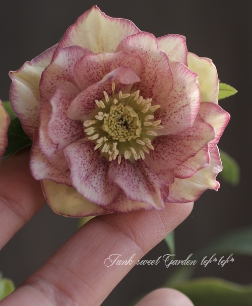 そ*♪様 ❤️プチプチ新芽❤️1283 【❤️極上❤️ソレイユ】クリスマスローズ クリスマスローズ 富山県・松浦園芸 『ダブル No.D』 | すべての商品