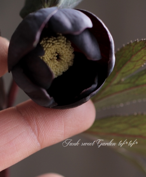 クリスマスローズ 富山県・松浦園芸 『シングルブラック No.H