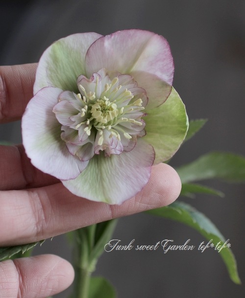 クリスマスローズ 大和園・佐藤さん作出 『ピンクピコティ』 No.5