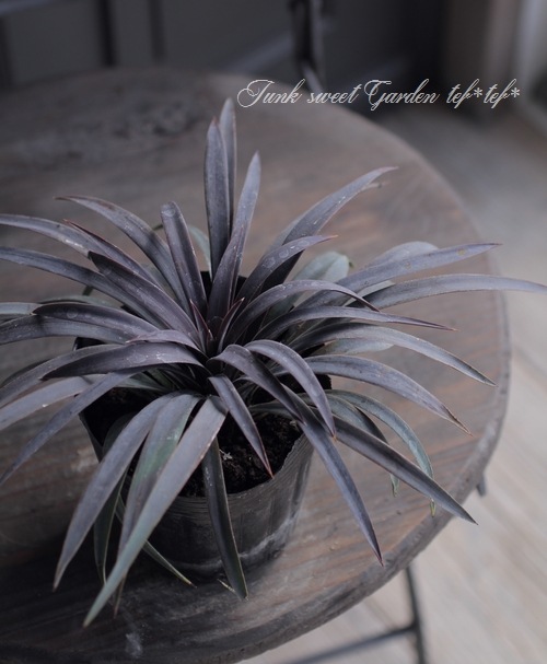 ユッカ 『デスメティアーナ』 No.2 | すべての商品 | | Junk