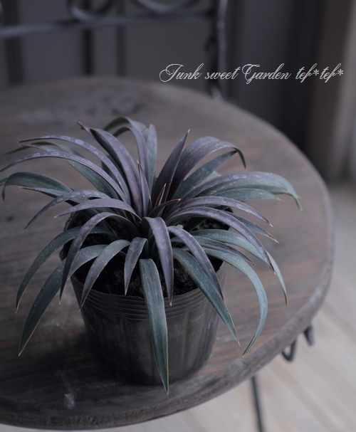 ユッカ 『デスメティアーナ』 No.3 | すべての商品 | | Junk