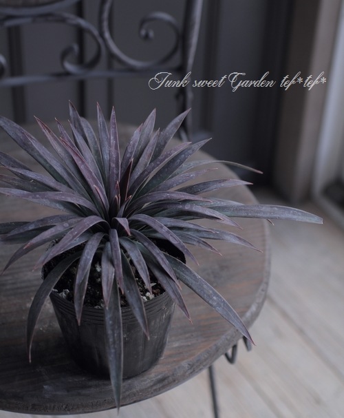 solid_note　ユッカ・ディスメチアーナ 他　4点同送 solid_note ユッカ・ディスメチアーナ 他 4点同送 solid_note様