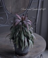 ��å����إǥ���ƥ������ʡ١�No.8