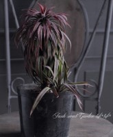 ��å����إǥ���ƥ������ʡ١�No.10