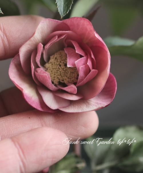 ナーセリー夢花人 クリスマスローズ 『アップル』 Fairies Dreams M-1