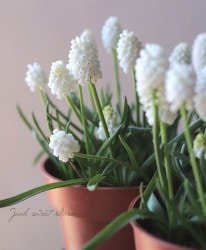 �ॹ���� �إۥ磻�ȥޥ��å��� ��Ф��庬��