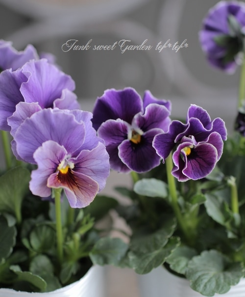 レジンヘアゴム フリルビオラ　パンジー　パープル　ビジュー　ひらひら レジンヘアゴム フリルビオラパンジーパープルビジューひらひら