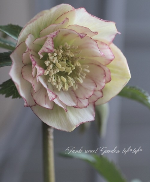 ナーセリー夢花人 クリスマスローズ アプリコット糸ピコティダブル M 10 すべての商品 Junk Sweet Garden Tef Tef