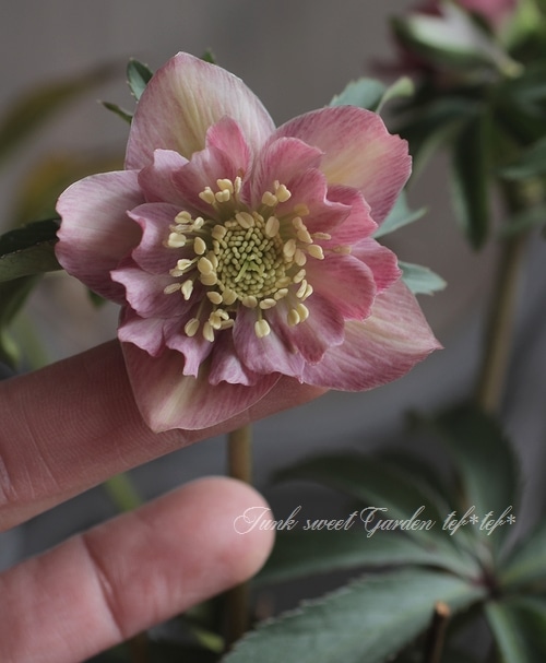 【もーちゃ】クリスマスローズ 種 もーちゃ様専用 クリスマスローズ 種子