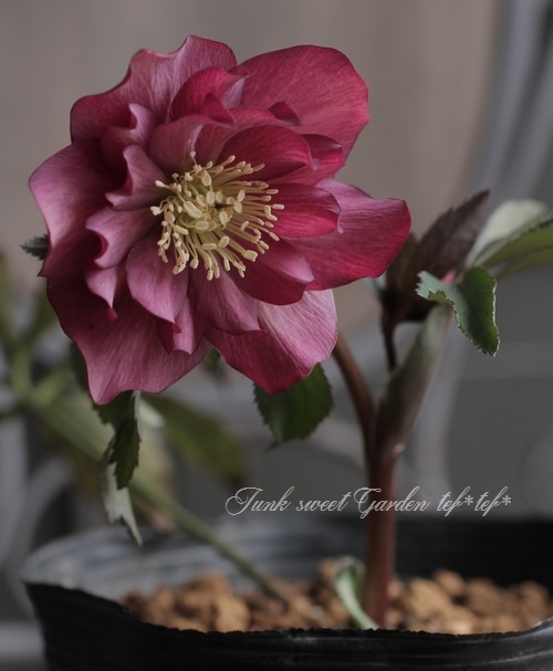 ナーセリー夢花人 クリスマスローズ 『アップルダブル』 M-15 | すべて