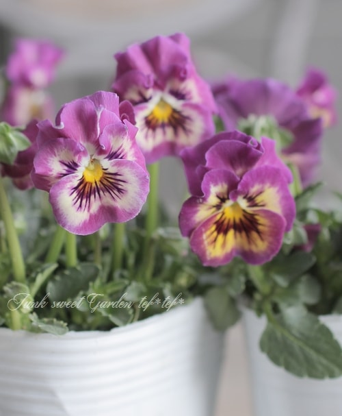 ふんわりびおら 『グレープレモン』 I's selection | すべての商品